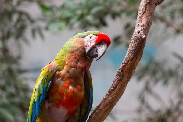 Красивый цветной попугай — стоковое фото