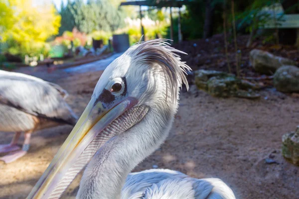 Pellicano grigio (Pelecanus rufescens ) — Foto Stock