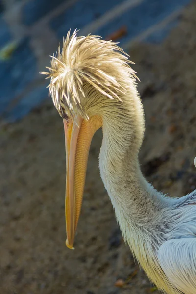 Pelicano cinzento (Pelecanus rufescens ) — Fotografia de Stock