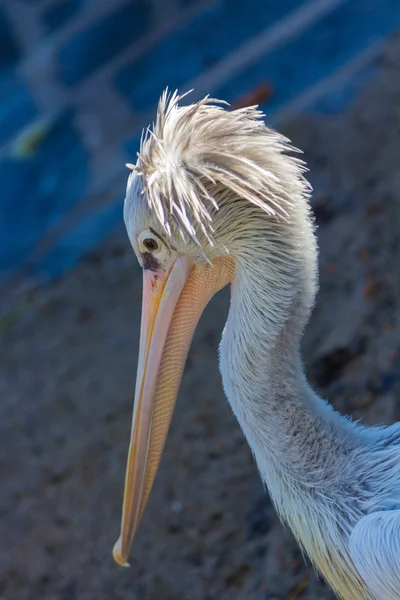 Pelicano cinzento (Pelecanus rufescens ) — Fotografia de Stock