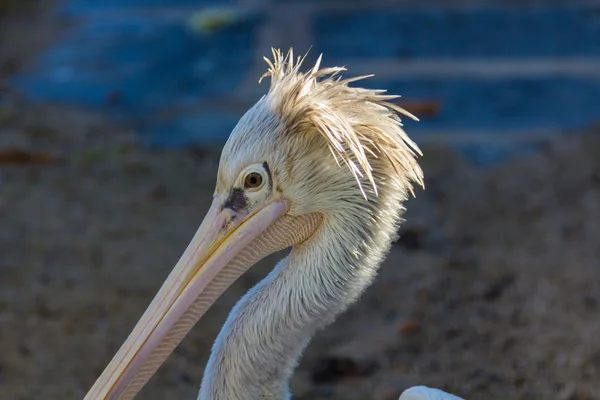 Grey Pelican (Pelecanus rufescens) — Stock Photo, Image