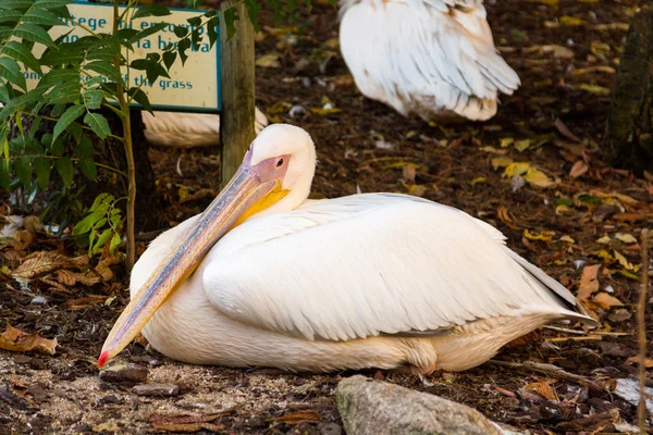 Pelecanus onocrotalus — Stockfoto