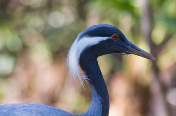 Grúa de Demoiselle (Anthropoides virgo) — Foto de Stock