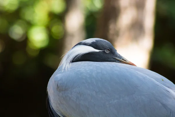 Grúa de Demoiselle (Anthropoides virgo) — Foto de Stock