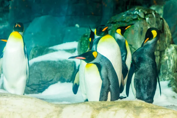 Königspinguin (aptenodytes patagonicus)) — Stockfoto