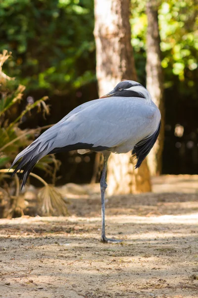 Grus (anthropoides virgo) — Fotografia de Stock