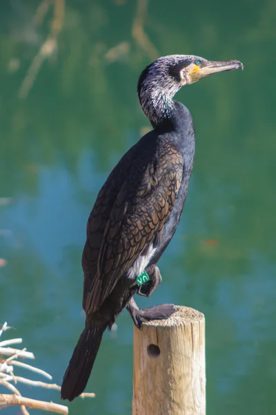 Grande Cormorão (Phalacrocorax carbo) — Fotografia de Stock