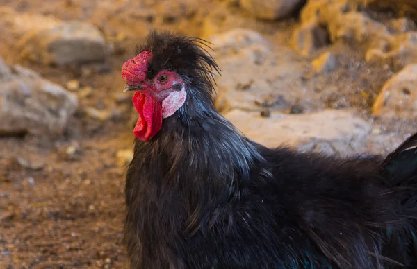 罕见的母鸡土耳其混合物 — 图库照片