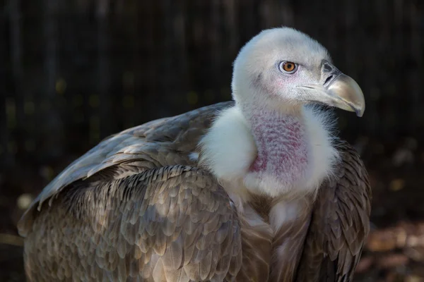 Detail of a vulture white collar — Stock Photo, Image