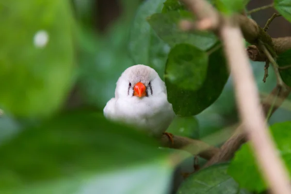 Witte vogel met oranje snavel — Stockfoto