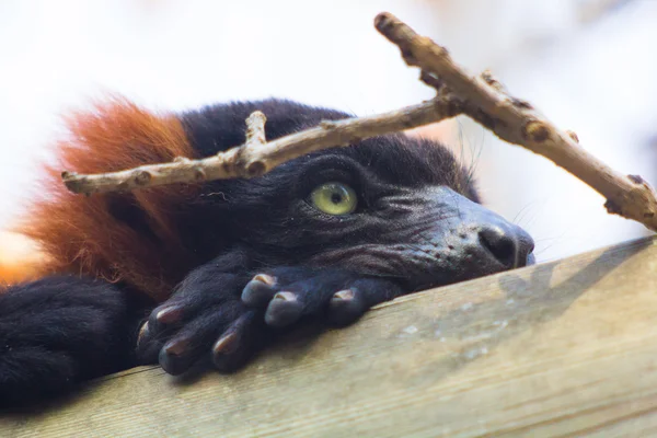 Rufo kırmızı lemur (Varecia variegata rubra) — Stok fotoğraf