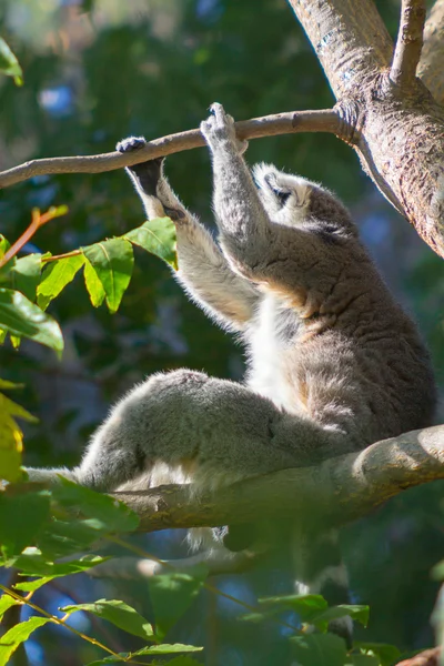Ring limur eller hvit front (Lemur catta ) – stockfoto