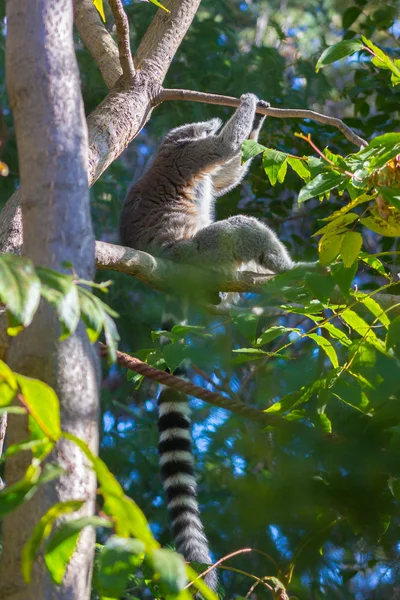 尾キツネザルや白いフロント (Lemur catta リングします。) — ストック写真