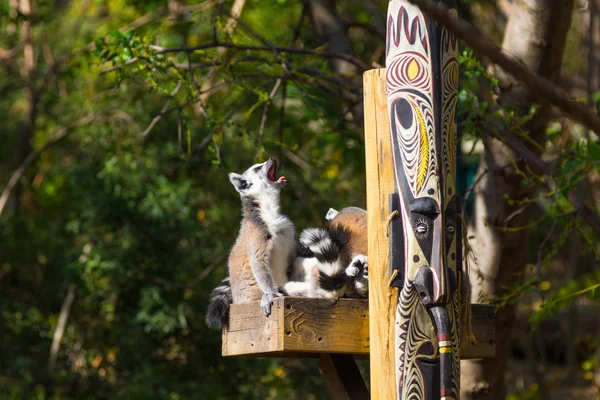 Ring Tailed Lemur eller vit front (Lemur catter) — Stockfoto