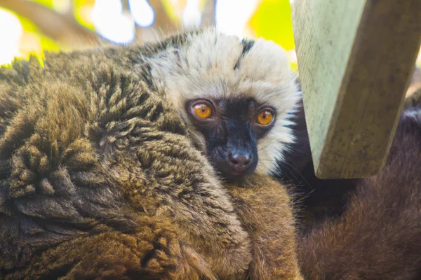 Rufo rosso lemure (Varecia variegata rubra ) — Foto Stock