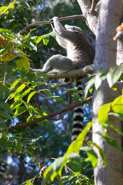 尾キツネザルや白いフロント (Lemur catta リングします。) — ストック写真
