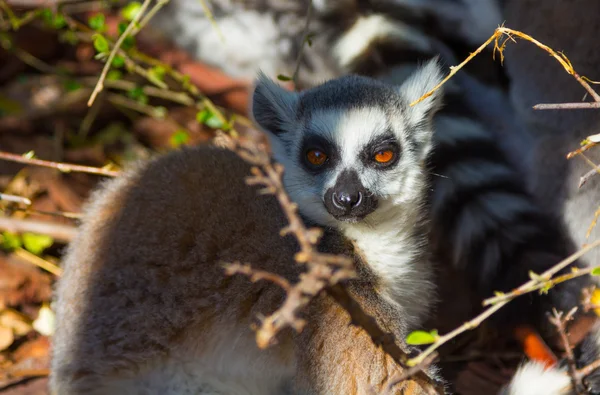 Anillo de cola de Lemur o frente blanco (Lemur catta ) — Foto de Stock