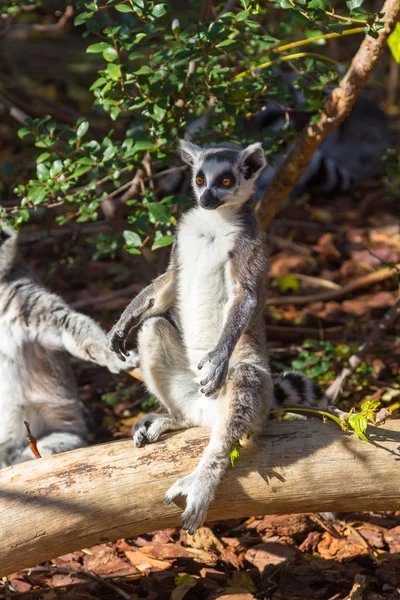 Gyűrűs farkú maki vagy fehér front (Lemur catta) — Stock Fotó