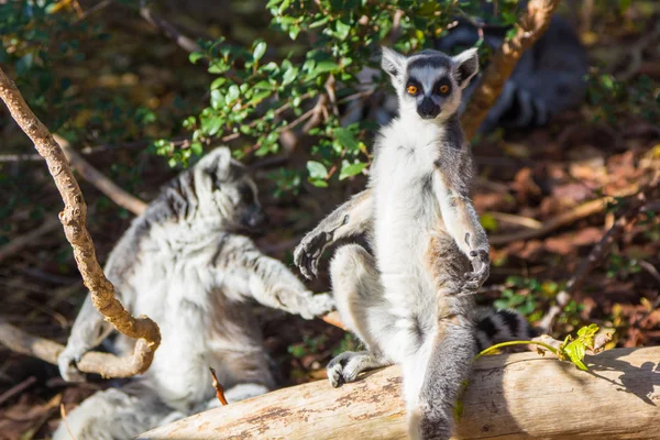 Kroužek sledoval lemurovi nebo bílou přední (Kata) — Stock fotografie