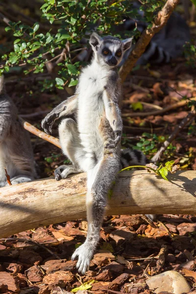 Anel Cauda Lemur ou frente branca (Lemur catta ) — Fotografia de Stock