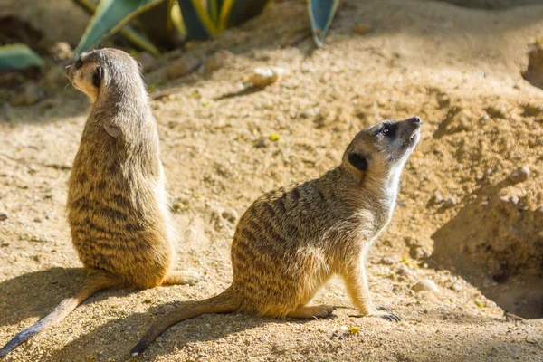 Erdmännchen (suricata suricatta)) — Stockfoto