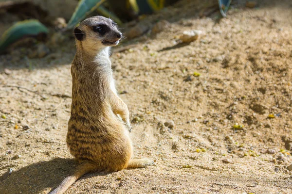Meerkat (suricata suricatta) — Foto Stock