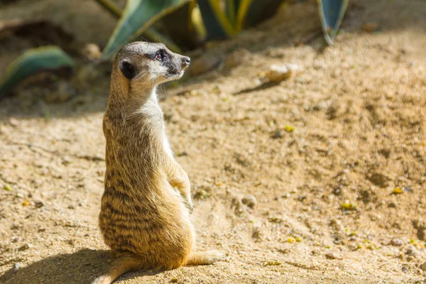 Çöl faresi (suricata suricatta) — Stok fotoğraf