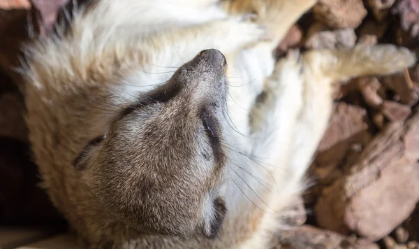 Suricata (suricata suricatta) — Foto de Stock