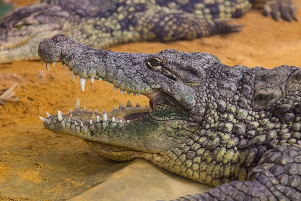 Reus Nijlkrokodil met haar enorme open mond (Crocodylus niloti — Stockfoto