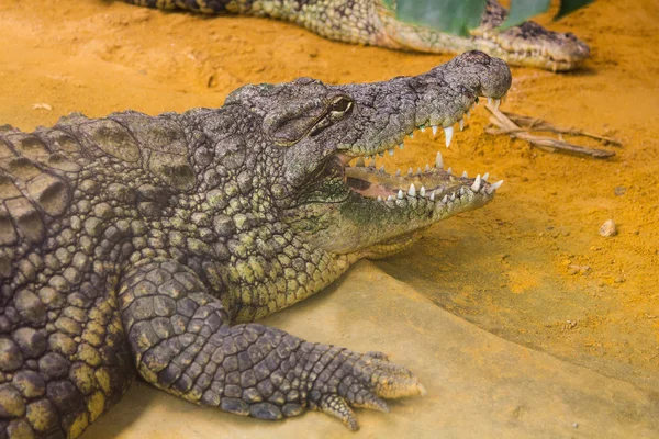 Reus Nijlkrokodil met haar enorme open mond (Crocodylus niloti — Stockfoto