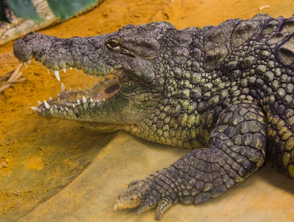 Reus Nijlkrokodil met haar enorme open mond (Crocodylus niloti — Stockfoto