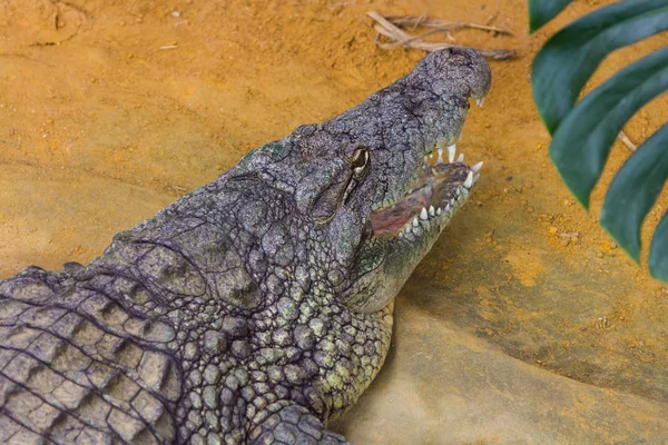 Reus Nijlkrokodil met haar enorme open mond (Crocodylus niloti — Stockfoto