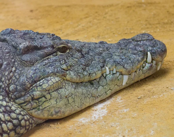 Detail van het hoofd van een gigantische Nijlkrokodil (Crocodylus Nilotische — Stockfoto