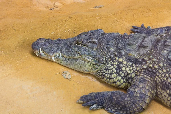 Detail van het hoofd van een gigantische Nijlkrokodil (Crocodylus Nilotische — Stockfoto