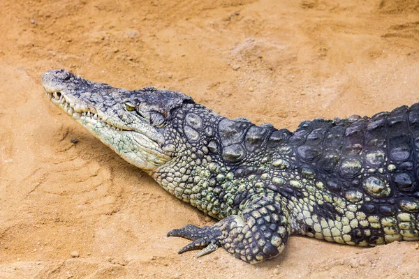 Detail van het hoofd van een gigantische Nijlkrokodil (Crocodylus Nilotische — Stockfoto