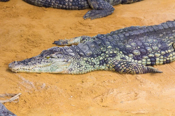 Detail van het hoofd van een gigantische Nijlkrokodil (Crocodylus Nilotische — Stockfoto