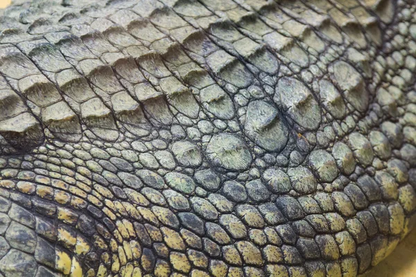 Detalj av den hårda huden på en jätte Nilen krokodil (Crocodylus ni — Stockfoto