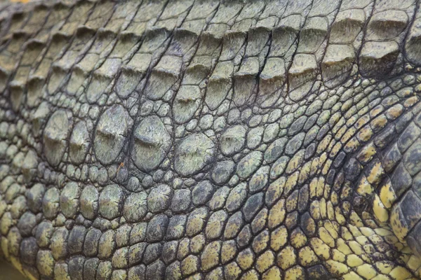 Detail van de harde huid van een gigantische Nijlkrokodil (Crocodylus ni — Stockfoto