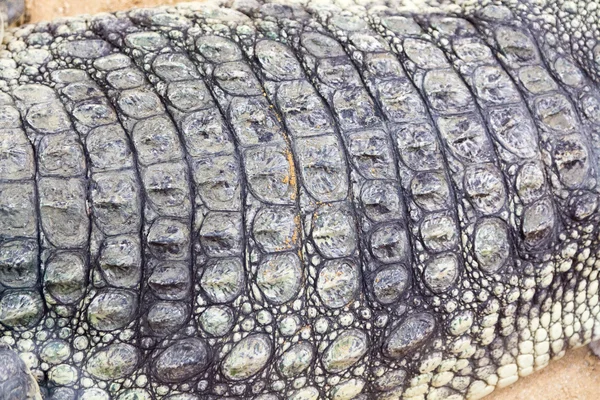 Detalj av den hårda huden på en jätte Nilen krokodil (Crocodylus ni — Stockfoto