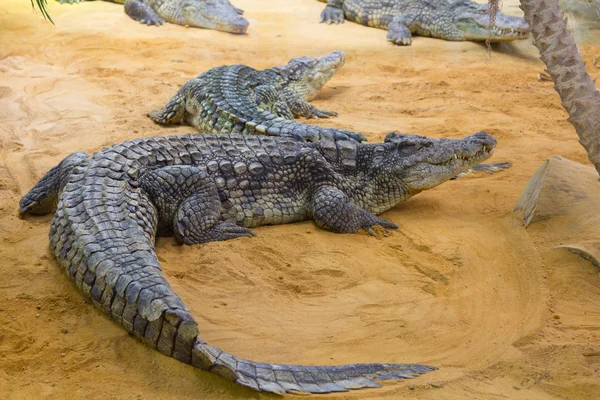 Groep van gevaarlijke Nile krokodillen rusten (Crocodylus niloticus — Stockfoto