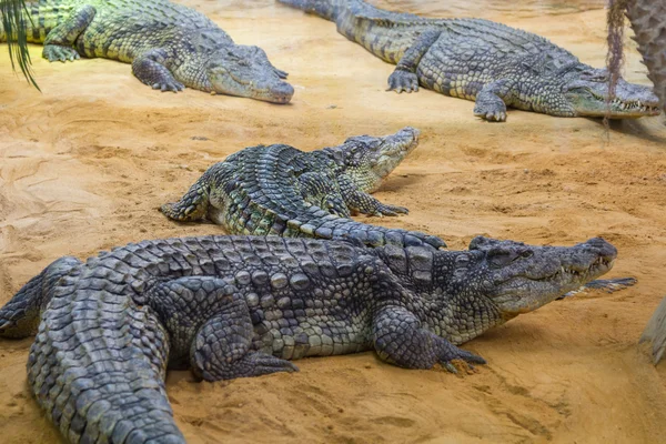 Groep van gevaarlijke Nile krokodillen rusten (Crocodylus niloticus — Stockfoto