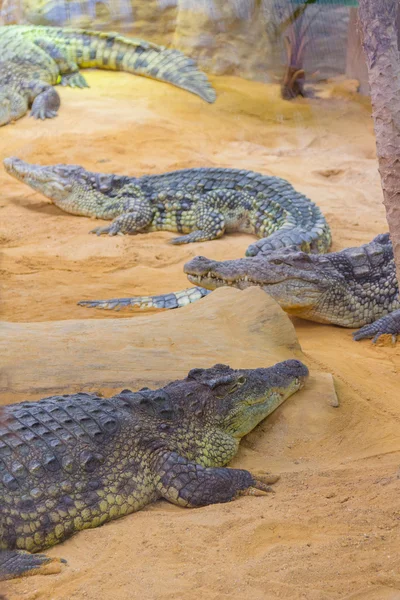 Groep van gevaarlijke Nile krokodillen rusten (Crocodylus niloticus — Stockfoto