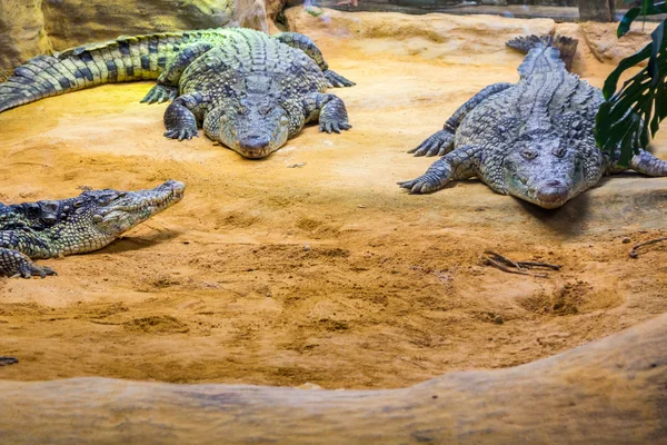 Groep van gevaarlijke Nile krokodillen rusten (Crocodylus niloticus — Stockfoto