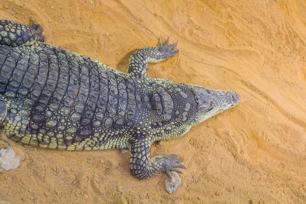 Grupp av farliga nilkrokodiler vila (Crocodylus niloticus — Stockfoto