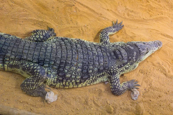 Grupo de cocodrilos peligrosos del Nilo que descansan (Crocodylus niloticus —  Fotos de Stock