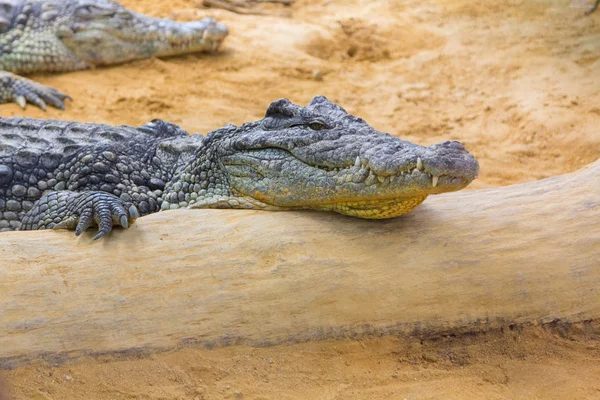 Groep van gevaarlijke Nile krokodillen rusten (Crocodylus niloticus — Stockfoto