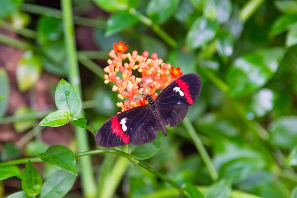 Beautiful butterfly with black wings and red — Stock Photo, Image