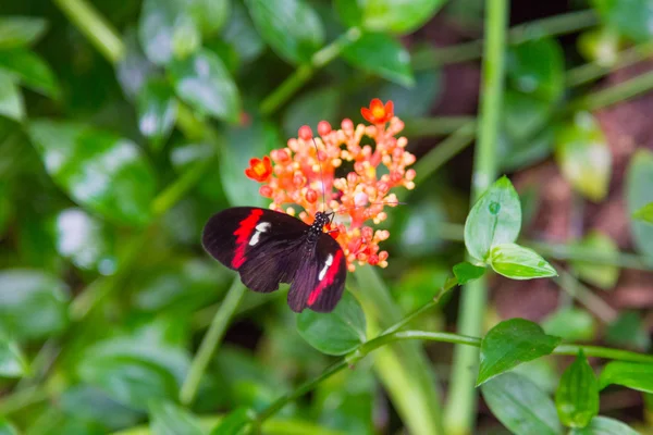 Prachtige vlinder met zwarte vleugels en rode — Stockfoto