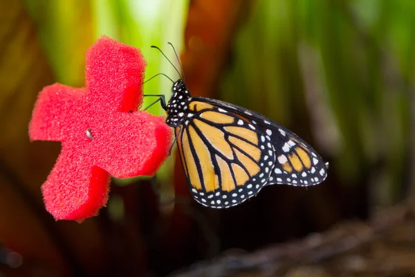 Bonita mariposa con colores naranja y negro —  Fotos de Stock