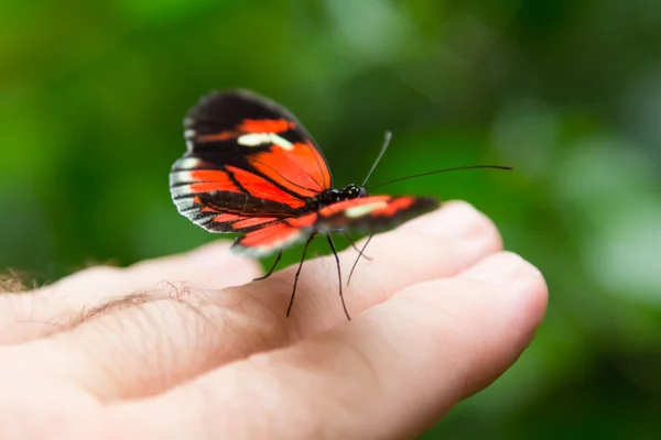 Bonita mariposa con colores naranja y negro en una posada mano —  Fotos de Stock